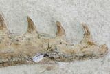 Fossil Mosasaur (Tethysaurus) Jaw Section - Goulmima, Morocco #107091-4